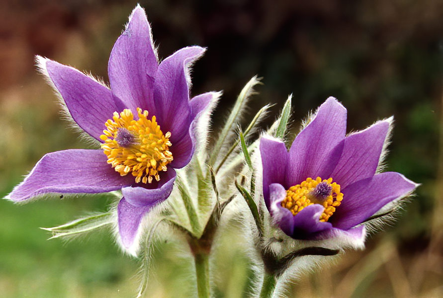Pulsatilla vulgaris en fleurs dans une pelouse calcaire sèche d'Europe centrale